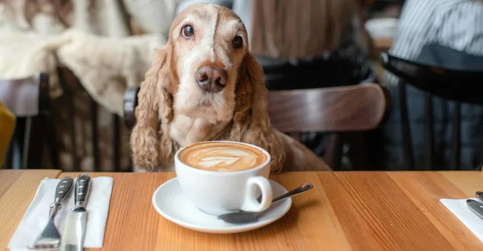 Cachorro sentado com uma xícara de café